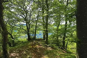 Path in the forest leading to a wide panoramic view