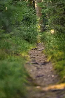 Path in the forest with lush greenery that offers a quiet and relaxing environment