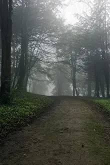 Path through forest, mist