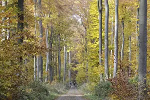 Path, forest path, autumn forest