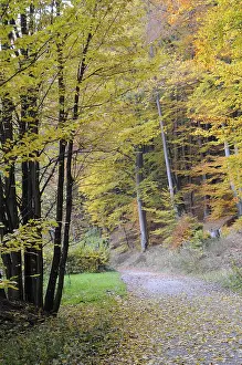 Path, forest path, autumn forest