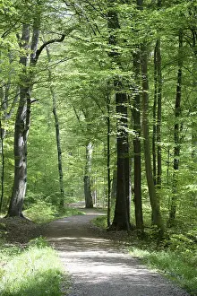 Path, forest path, forest, forest