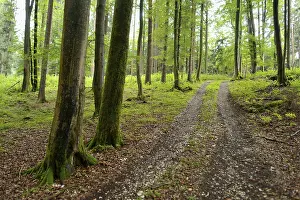 Path through a forest in spring with green trees and a natural