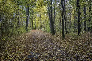 A path in the forest surrounded by tall trees that glow in warm colors in autumn