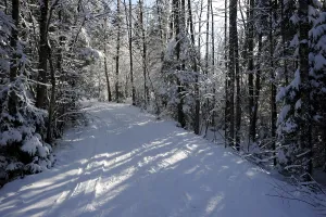 Path in a in winter forest
