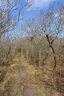 Path through the Krattwald, Juist