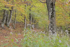 Path leading through an autumn forest with colorful leaves and tranquil surroundings