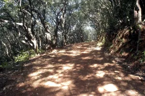 The path leading to various points in Matheran