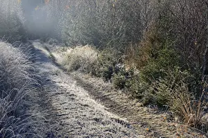 Path leads into autumn forest with hoarfrost and haze
