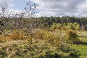 A path that leads through an autumnal landscape of fields and woods