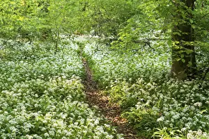 A path leads through a deciduous forest with white flowering ramson (Allium ursinum) in spring in the evening sun