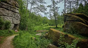 A path leads between moss-covered (bryophyta) rocks and trees through a quiet forest