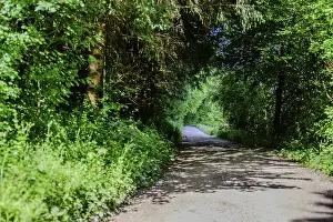 A path leads through a shady forest