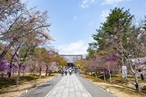 Path lined with blooming trees in spring