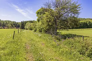 Path in a meadow landscape with lush green trees on a sunny summer day with a clear blue sky in the countryside