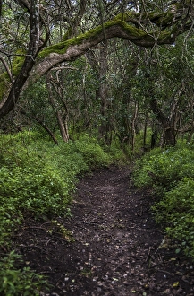Path in Milkwood Forest, Grootbos