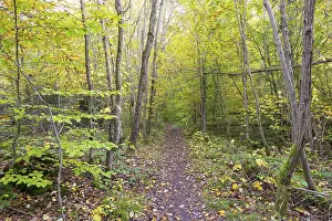 Path through mixed forest, Baden-Wuerttemberg