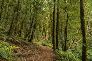 Path between moss covered trees in the evergreen cloud forest of Garajonay National Park