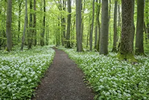 Path through a near-natural deciduous forest