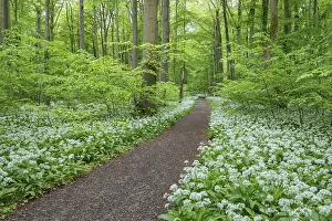 Path through a near-natural deciduous forest