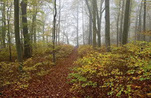 Path through near-natural deciduous forest in autumn with colourful leaves