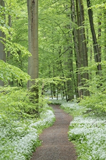 Path through near-natural deciduous forest with flowering ramson (Allium ursinum)
