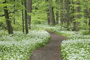 Path through near-natural deciduous forest with flowering ramson (Allium ursinum)