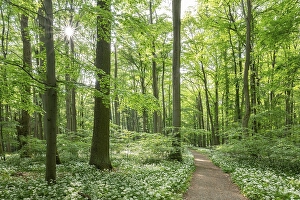 Path through near-natural forest with flowering ramson (Allium ursinum)