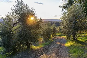 Path through an olive grove at sunrise