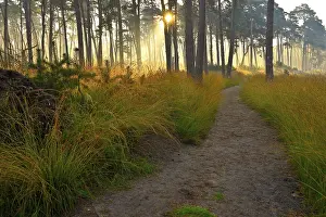 Path in a pine forest at sunrise