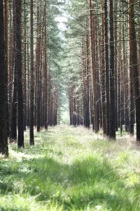 Path through a pine monoculture forest