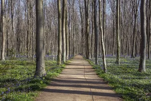 Path through red beech (Fagus sylvatica) forest with flowering wood anemones (Anemonoides nemorosa)