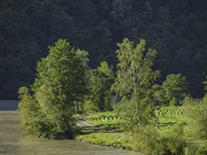 Path along a riverbank, surrounded by lush trees and forest