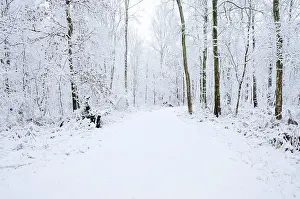 Path through a snow-covered deciduous forest