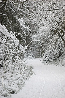 Path through snow covered woods