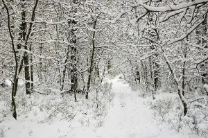 Path through snow covered woods