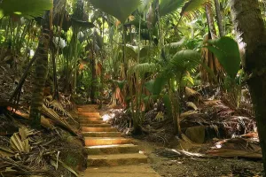 Path with thick vegetation in the Vallee de Mai National Park