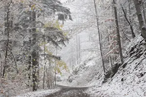 Path through the winter forest among beech trees covered with fresh snow