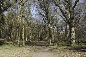Pathway through deciduous woodland habitat