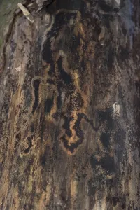 Pattern of bark beetle damage on a tree - background