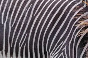 Pattern of a Grevy's zebra (Equus grevyi) fur