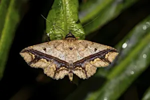 Patterned brown moth, sitting on a leaf