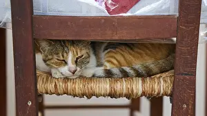 Patterned cat sleeping cosily on a woven chair seat under a table