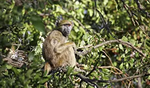 Pavian sitzt im Baum, Kruger Nationalpark, S