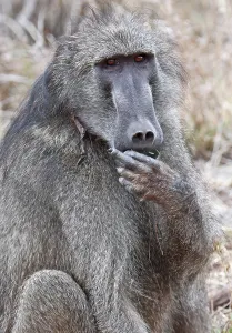 Pavian zeigt Mittelfinger, Kruger Nationalpark, S