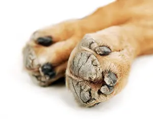 Paw/paws of a dog