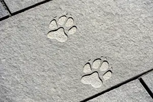 Paw print, wolf track chiselled into stone slab on pavement
