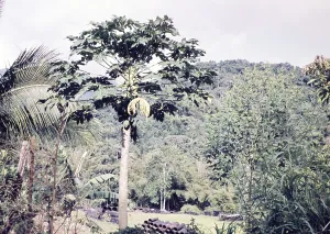 Pawpaw fruit tree, Asimina triloba, growing in rural are of Trinidad c 1962 - bamboo pots in background used for cocoa and banana plant seedlings