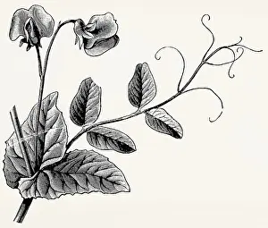 Pea leaf tendrils. Antique stylized illustration