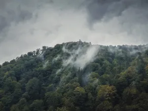 Peaceful fall scene with foggy clouds moving through the mixed forest on the top of a hill in a gloomy day